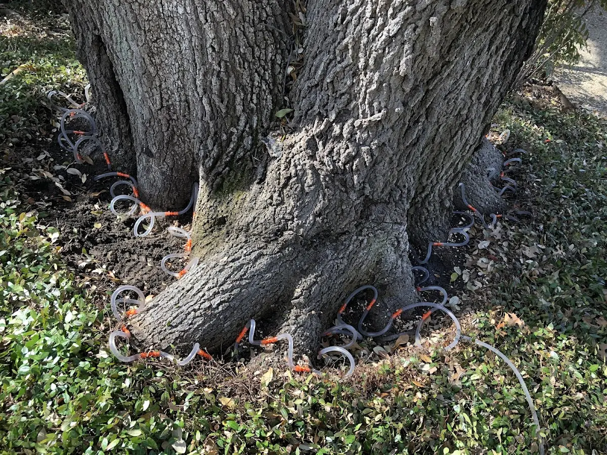 Detailed Tree Cabling and Bracing job site in Mc Fall