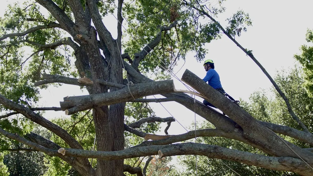Professional Crown Thinning performed by certified arborists in Mc Fall